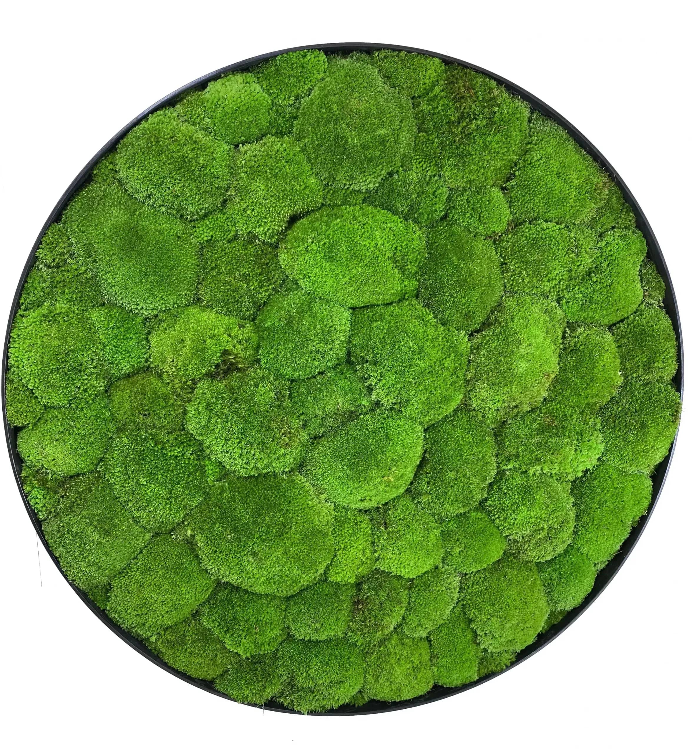 Кругла Картина з Моху Купина (Кочка) - 50 см - 288108